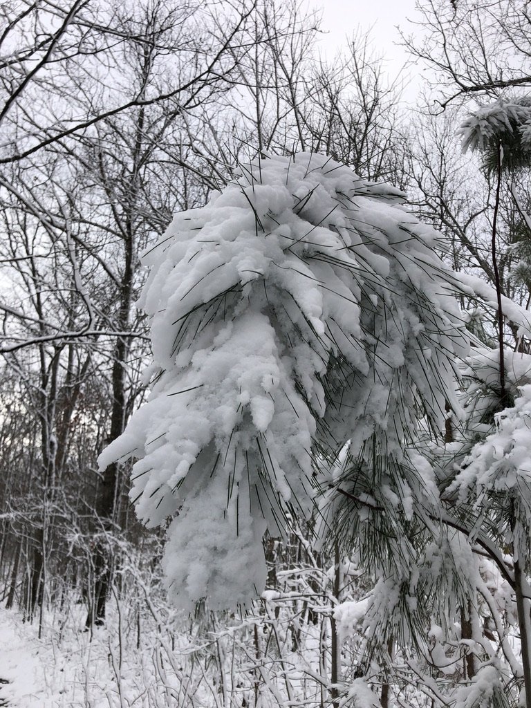 Snow Day 3 - 1-3-22