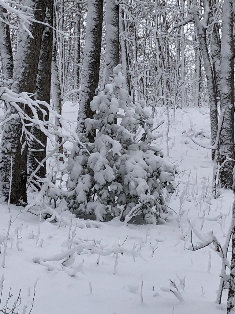 Snow Day 7 - 1-3-22
